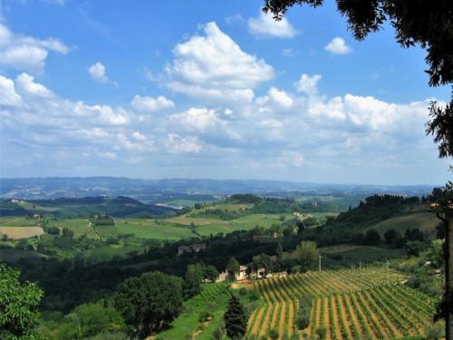 Brunello vineyard